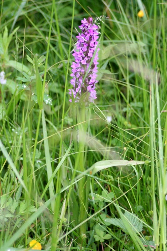 Orchidaceae Orchis